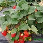 大棚草莓苗，大棚草莓苗种植，草莓苗入棚时间